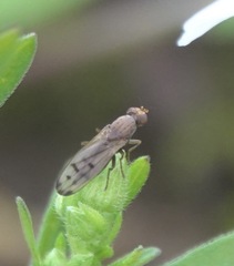 Opomyza florum