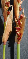 Elegia filacea