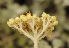 Helichrysum patulum