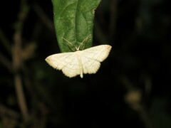 Scopula umbilicata