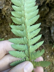 Polystichum
