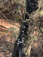 Trichaptum abietinum