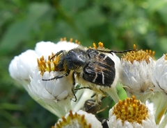 Trichiotinus assimilis