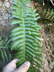 Polystichum