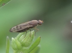 Opomyza florum