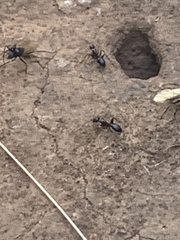 Camponotus sansabeanus