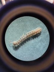Polydesmus coriaceus