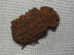 Bolitotherus cornutus