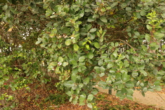 Acokanthera oppositifolia