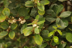 Acokanthera oppositifolia