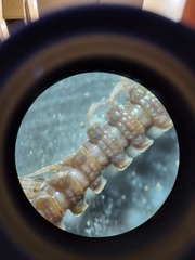 Polydesmus coriaceus