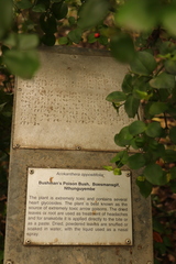 Acokanthera oppositifolia