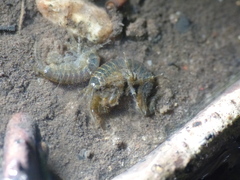 Gammarus