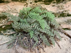 Myriopteris gracilis