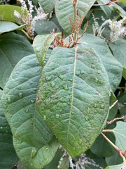 Reynoutria japonica