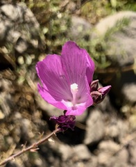 Sidalcea glaucescens
