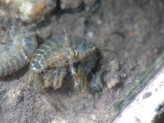 Gammarus