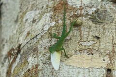 Anolis chloris