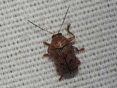 Cryptocephalus implacidus