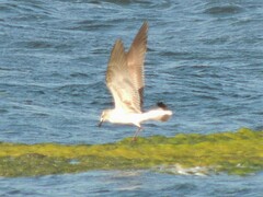 Leucophaeus atricilla
