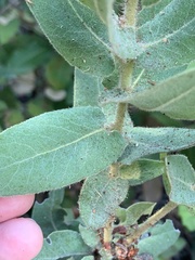 Arctostaphylos regismontana