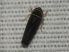 Tylozygus bifidus