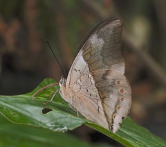 Archaeoprepona chromus