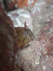 Coryphoblennius galerita