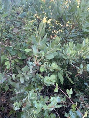 Arctostaphylos regismontana
