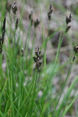 Carex bigelowii arctisibirica