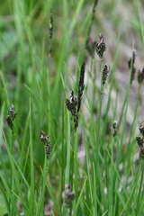 Carex bigelowii arctisibirica