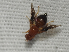 Parastenopa limata