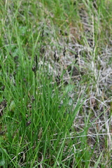 Carex bigelowii arctisibirica