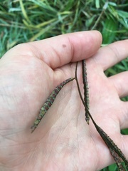 Paspalum laeve