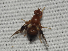 Parastenopa limata