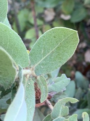 Arctostaphylos regismontana