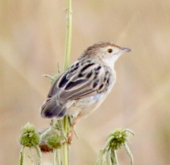 Cisticola