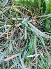Paspalum laeve