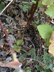 Arctostaphylos regismontana