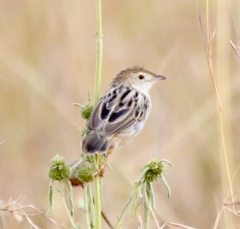 Cisticola