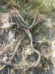 Cleistocactus candelilla