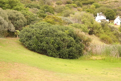 Sideroxylon inerme inerme