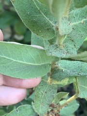 Arctostaphylos regismontana