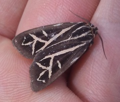 Apantesis williamsii