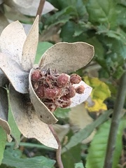 Arctostaphylos regismontana