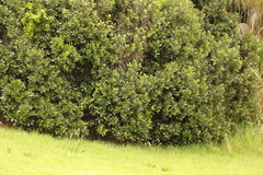 Sideroxylon inerme inerme