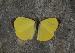 Abaeis reticulata