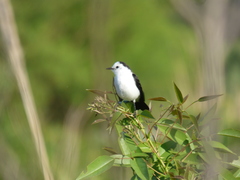Fluvicola albiventer