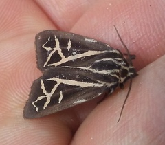 Apantesis williamsii