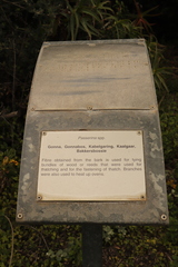 Eriocephalus africanus